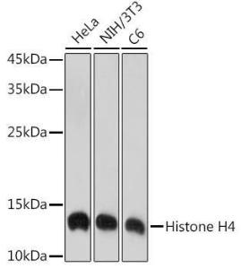 Western blot analysis of extracts of various cell lines, using Anti-Histone H4 Antibody [ARC2340] (A308423) at 1:1,000 dilution