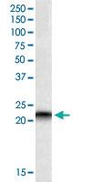 Anti-PEBP1 Goat Polyclonal Antibody