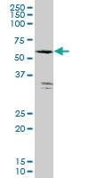 Anti-FGGY Mouse Monoclonal Antibody [clone: 3B9]