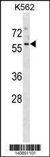 Anti-MANSC1 Rabbit Polyclonal Antibody (PE (Phycoerythrin))