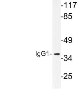 Anti-IgG1 antibody