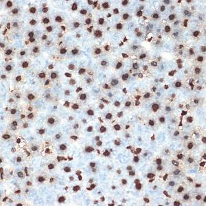 Immunohistochemistry analysis of paraffin-embedded rat liver using Anti-Histone H4 Antibody [ARC2340] (A308423) at a dilution of 1:100 (40X lens). Perform microwave antigen retrieval with 10 mM Tris/EDTA buffer pH 9.0 before commencing with IHC staining protocol