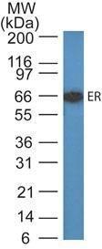 Western blot analysis of MCF-7 cell lysate using Anti-Estrogen Receptor Antibody [ER505]