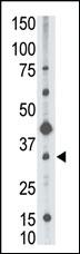 Anti-CD82 Rabbit Polyclonal Antibody