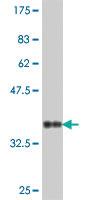 Anti-RPL15 Mouse Polyclonal Antibody