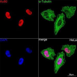 Confocal imaging of HeLa cells using Anti-Ku80 Antibody [ARC0706] (A307476), at a dilution of 1:100, (red). The cells were counterstained with Anti-alpha Tubulin Antibody, at a dilution of 1:400, (green). DAPI was used for nuclear staining (Blue). Objective: 60x