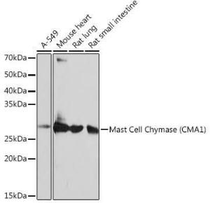 Western blot analysis of extracts of various cell lines, using Anti-Mast Cell Chymase Antibody [ARC0614] (A80816) at 1:1000 dilution