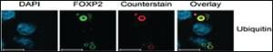 Anti-UB Rabbit Polyclonal Antibody