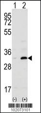 Anti-CD82 Rabbit Polyclonal Antibody