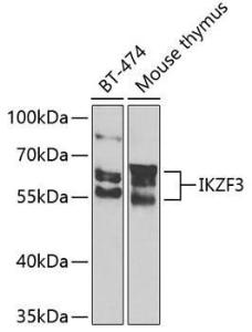 Anti-IKZF3 antibody