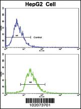 Anti-CD82 Rabbit Polyclonal Antibody