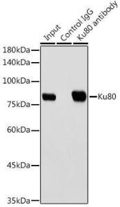 Immunoprecipitation analysis of 300 µg extracts of HeLa cells using 3 µg of Anti-Ku80 Antibody [ARC0706] (A307476). This Western blot was performed on the immunoprecipitate using Anti-Ku80 Antibody [ARC0706] (A307476) at a dilution of 1:1000