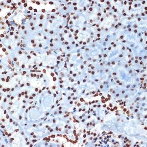 Immunohistochemistry analysis of paraffin-embedded mouse kidney using Anti-Histone H4 Antibody [ARC2340] (A308423) at a dilution of 1:100 (40X lens). Perform microwave antigen retrieval with 10 mM Tris/EDTA buffer pH 9.0 before commencing with IHC staining protocol