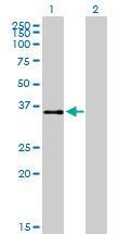 Anti-ATF1 Mouse Monoclonal Antibody [clone: 3E7]