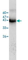 Anti-AHSG Mouse Monoclonal Antibody [clone: 20]