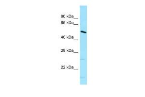 Anti-DNAJC21 Rabbit Polyclonal Antibody