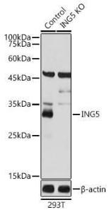 Antibody anti-ING5 100 µl