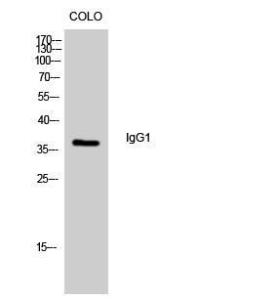 Anti-IgG1 antibody