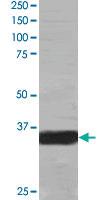 Anti-MORF4L2 Goat Polyclonal Antibody