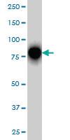 Anti-RHOT1 Mouse Monoclonal Antibody [clone: 4H4]