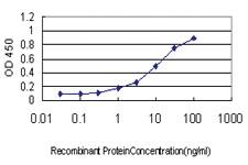 Anti-RHOT1 Mouse Monoclonal Antibody [clone: 4H4]