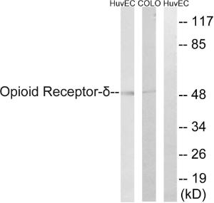 Western blot analysis of lysates from HUVEC and COLO205 cells using Anti-Opioid Receptor-delta Antibody. The right hand lane represents a negative control, where the antibody is blocked by the immunising peptide