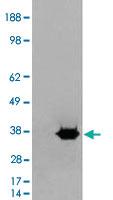 Anti-MORF4L2 Goat Polyclonal Antibody