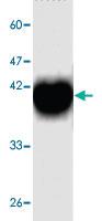 Anti-GOT2 Mouse Monoclonal Antibody [clone: 13]