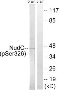 Antibody anti-NUDC phospho SER326 100 µg