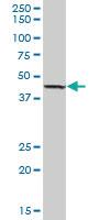 Anti-LIPA Mouse Polyclonal Antibody