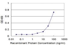 Anti-RHEB Mouse Monoclonal Antibody [clone: 2C11]