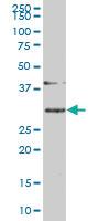 Anti-SLBP Mouse Monoclonal Antibody [clone: 2C4-1C8]