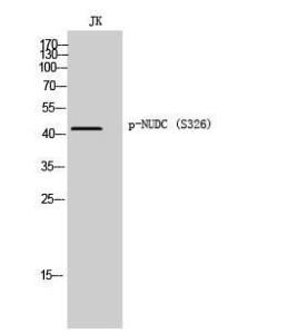 Antibody anti-NUDC phospho SER326 100 µg