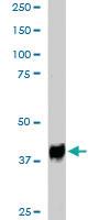 Anti-SEPT3 Goat Polyclonal Antibody