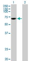 Anti-FBXW7 Mouse Polyclonal Antibody