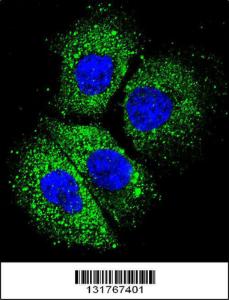 Anti-CYBA Rabbit Polyclonal Antibody (APC (Allophycocyanin))