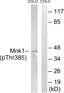 Western blot analysis of lysates from COLO205 cells treated with PMA 125ng/ml 30' using Anti-Mnk1 (phospho Thr385) Antibody. The right hand lane represents a negative control, where the antibody is blocked by the immunising peptide.