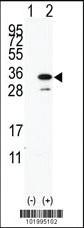 Anti-PDAP1 Rabbit Polyclonal Antibody