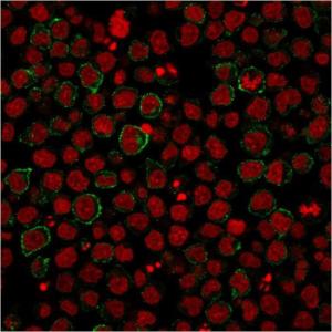 Immunofluorescent analysis of PFA fixed Ramos cells stained with Anti-CD86 Antibody [BU63] followed by Goat Anti-Mouse IgG (CF&#174; 488) (Green). Nuclei are stained with RedDot.