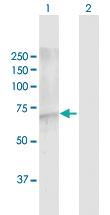 Anti-FBXW7 Rabbit Polyclonal Antibody