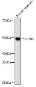 Western blot analysis of extracts of Mouse stomach, using Anti-RUNX3 Antibody (A10108) at 1:1,000 dilution