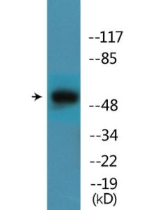 Western blot analysis of lysates from COLO205 cells treated with PMA 125ng/ml 30' using Anti-Mnk1 (phospho Thr385) Antibody