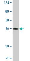 Anti-NFYB Mouse Monoclonal Antibody [clone: 2H2]