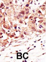 Anti-SENP5 Rabbit Polyclonal Antibody