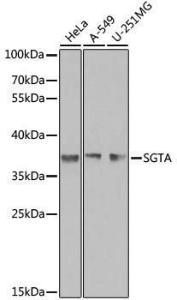 Western blot analysis of extracts of various cell lines, using Anti-SGTA Antibody (A7306) at 1:1000 dilution