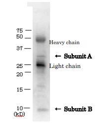 Anti-Verotoxin + Shiga Toxin Antibod