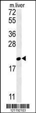 Anti-GM2A Rabbit Polyclonal Antibody (Biotin)