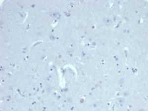 Negative Tissue Control: Immunohistochemical analysis of formalin-fixed, paraffin-embedded human cerebral cortex using Anti-AMH Antibody [AMH/6713R] at 2µg/ml in PBS for 30 minutes at room temperature