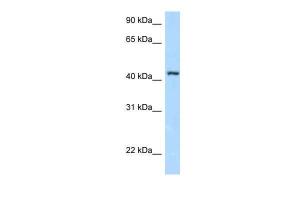 Anti-FBXL8 Rabbit Polyclonal Antibody