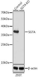 Western blot analysis of extracts from normal (control) and SGTA knockout (KO) 293T cells, using Anti-SGTA Antibody (A7306) at 1:1000 dilution